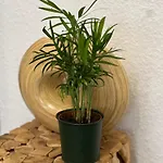 Privat bolig Sahara Hosting 3 Nürnberg